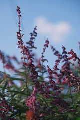pink purple lavender flowers in autumn