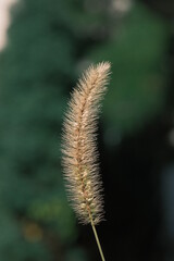 close up of wild grain or grass