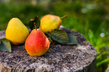 Juicy fresh pears in a tree trunk . Juicy ripe pears in a sunny garden. Harvesting. Garden fruits