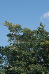 trees against the blue sky in the autumn
