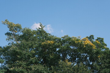 trees against the blue sky in the autumn