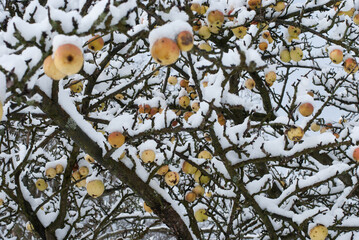 frozen apples