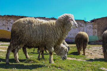 Fototapeta premium Ovejas en pasto 
