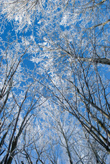 trees in the winter