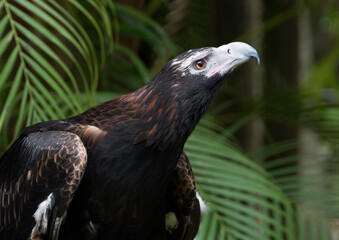 Wedge-Tailed Eagle