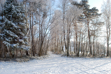 winter forest
