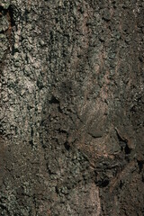 strong textured bark of a tree
