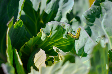 Colourful caterpillar eating cabbage leaf. Caterpillar on cabbage