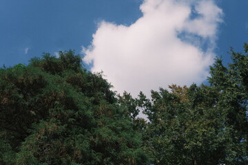 Fototapeta na wymiar clouds over the forest