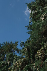 pine forest frame around the blue sky
