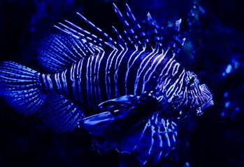 Naklejka na ściany i meble lionfish in aquarium