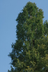 pine tree against the blue sky