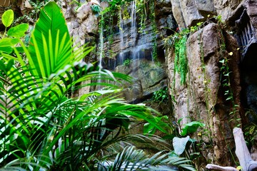 rain forest