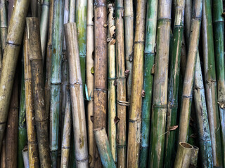 Fototapeta premium The bamboo trunks that were cut and placed together felt like a wall