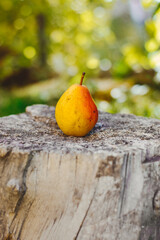  pear in a tree trunk . Juicy ripe pear in a sunny garden.  Garden fruits