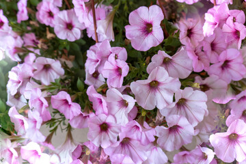 beautiful background of pink petunia flowers