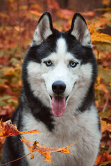 Close-up portrait of a dog on autumn background. Siberian Husky black and white colour with blue eyes outdoors in autumn park, tongue out. A pedigreed purebred dog