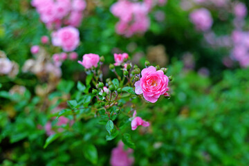 pink roses in garden
