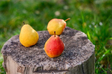 pears on a wooden table. Autumn colorful pears on a tree trunk(wooden table).
