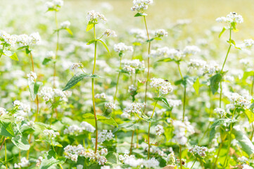 秋そばの花