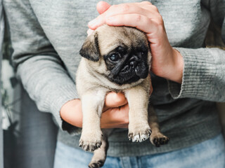 Lovable puppy. Close-up, indoor. Concept of care pets