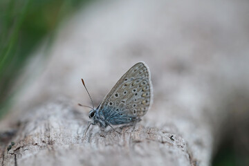 Nahansicht eines Schmetterlings - Bläuling