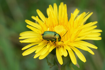 Fallkäfer auf einer Blume