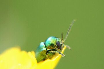 Fallkäfer auf einer Blume