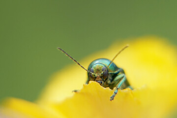 Fallkäfer auf einer Blume