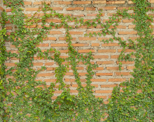 Red brick wall pattern surface texture with Ivy plant with leaves, green creeper bush and vines....