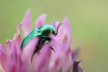 Fallkäfer auf einer Blume