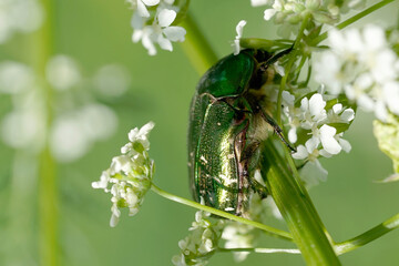 Nahansicht eines Gold-Rosenkäfers