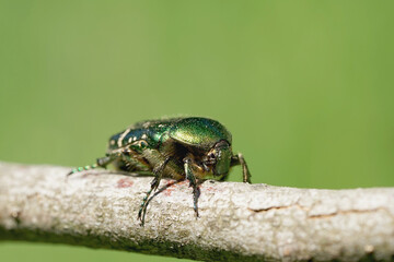 Naklejka premium Nahansicht eines Gold-Rosenkäfers
