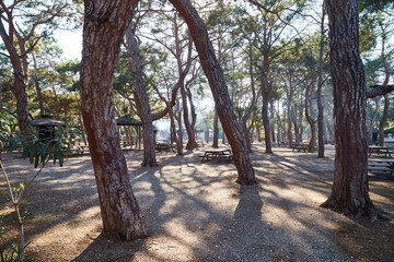 Tree trunks in the Park on a Sunny day