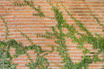 Red brick wall pattern surface texture with Ivy plant with leaves, green creeper bush and vines....