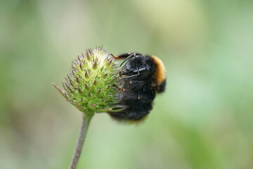 Nahansicht einer Erdhummel