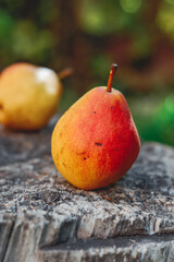 pear on a wooden table. Autumn colorful pear on a tree trunk(wooden table).