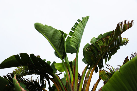 Foglie di albero di banano, isolate su fondo bianco