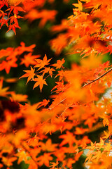 紅葉