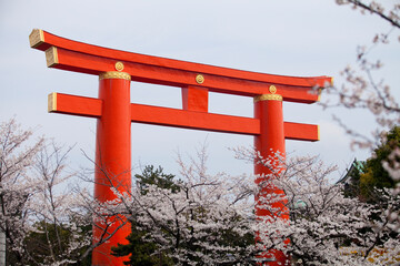 平安神宮の大鳥居と桜