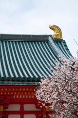 Fototapeta na wymiar 平安神宮太極殿と桜