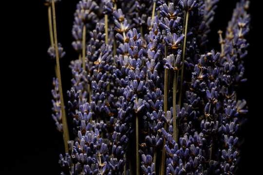 Close up of dried lavenders