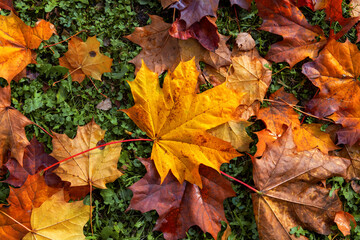 Naklejka na ściany i meble Red and orange autumn leaves background. Colorful image of fallen autumn leaves background.