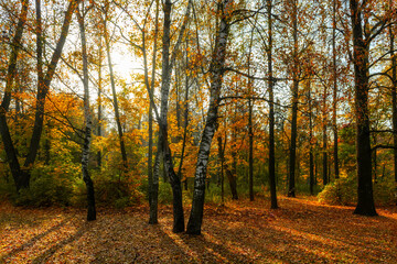 Autumn landscape. Colorful leaves on a birch and maple trees in autumn forest at sunset.