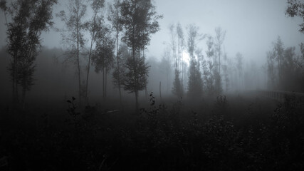 Fototapeta na wymiar Mystische Stimmung in Sumpfgebiet mit aufsteigendem Nebel