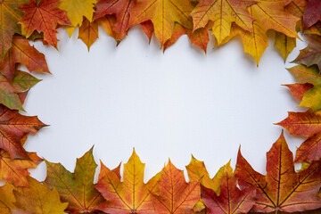 Autumn leaves border. Bright and colourful platane leaves creating a border around blank white space to insert text.