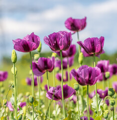 purple breadseed poppy (Papaver somniferum) flower in the field