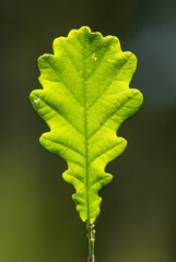 oak tree leaf back illuminated with aphid on it