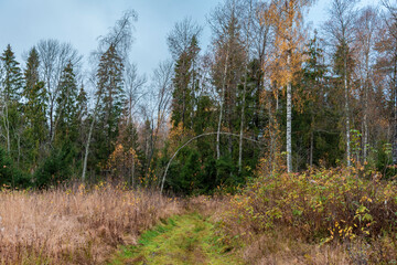 Fototapeta na wymiar Forest landscape with dirt road in the autumn