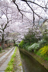 Fototapeta premium 春の哲学の道